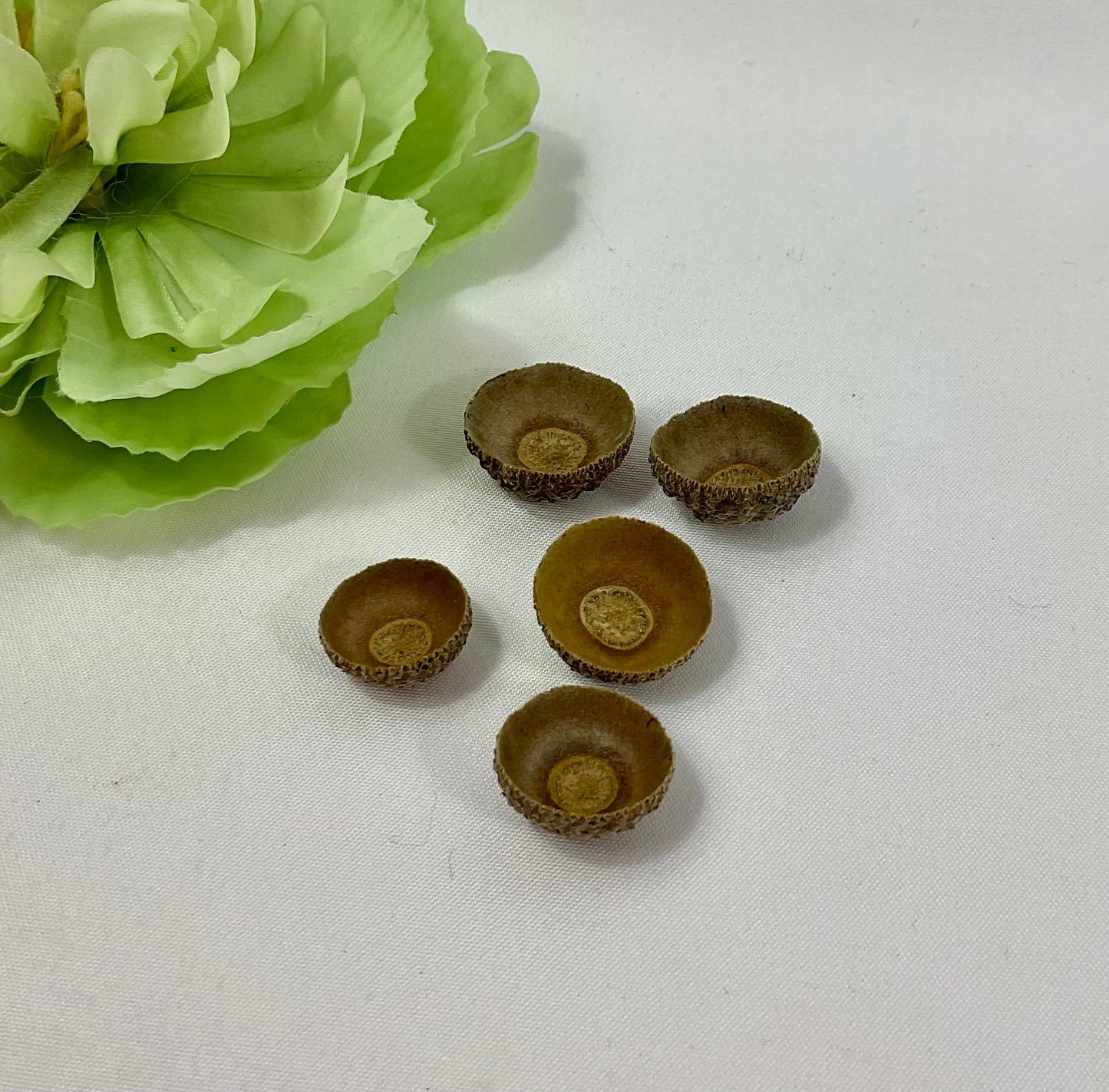 Acorn cups