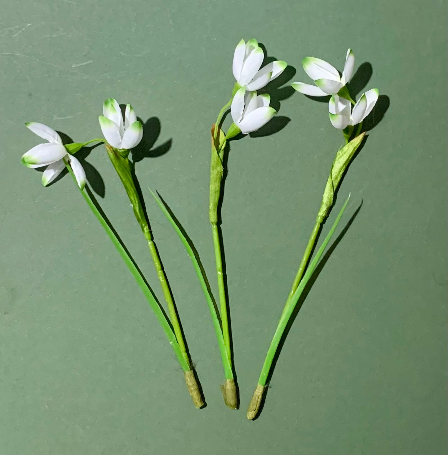 One spray of snowdrop